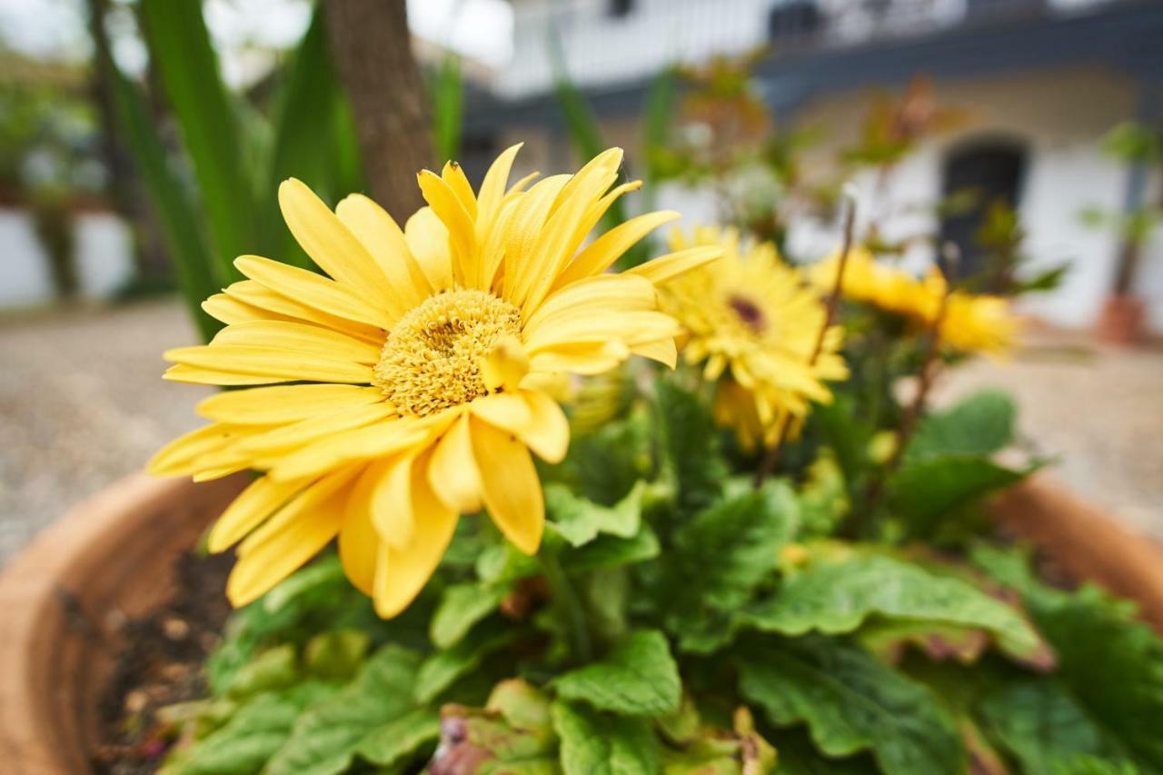 Conde Central Courtyard By Valcambre เซบีญา ภายนอก รูปภาพ